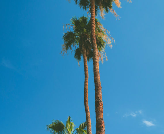 Guide de voyage à Palm Springs palmiers