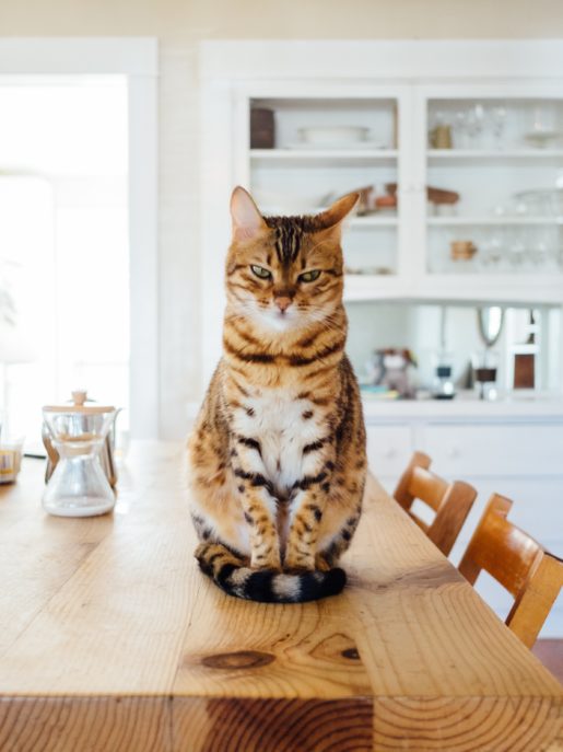 Comment s’approprier sa nouvelle cuisine