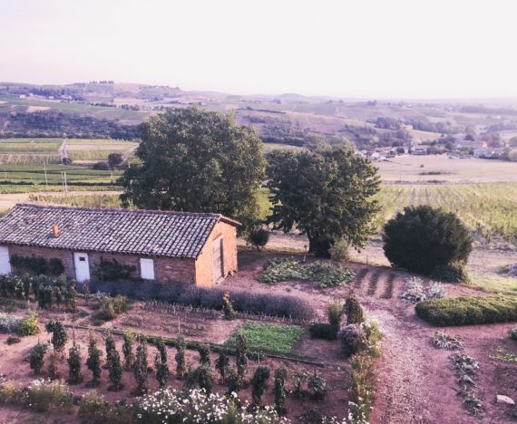 région du Beaujolais - France dans les vignes
