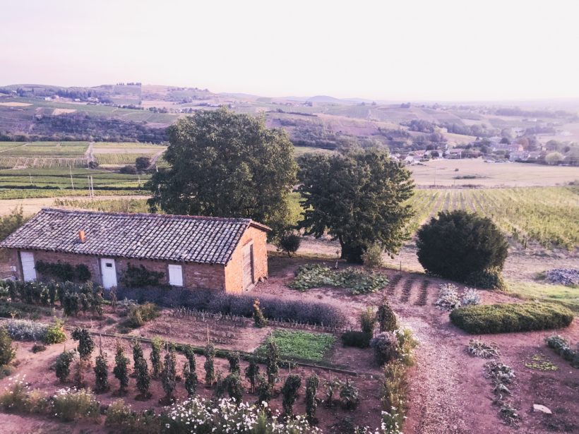 région du Beaujolais - France dans les vignes
