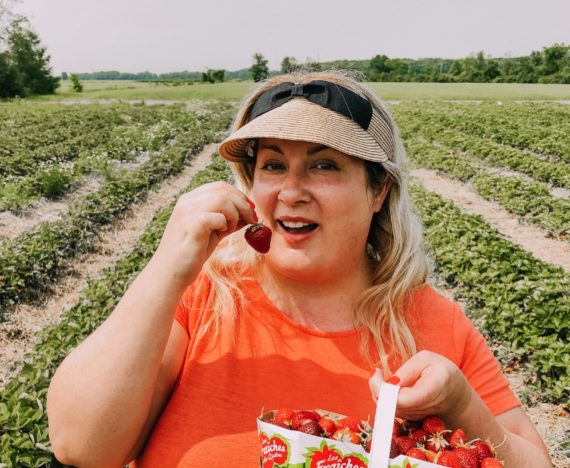 cueillette des fraises à la Ferme Cormier - les fraîches du Québec
