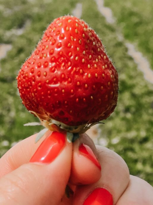 cueillette des fraises à la Ferme Cormier - les fraîches du Québec