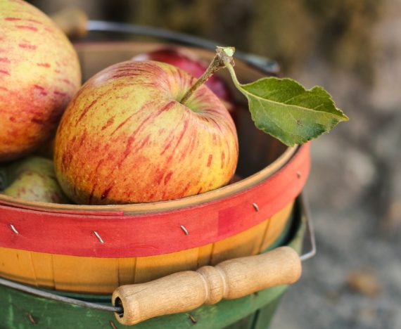 où aller cueillir des pommes cet automne - vergers près de montréal cueillette pommes