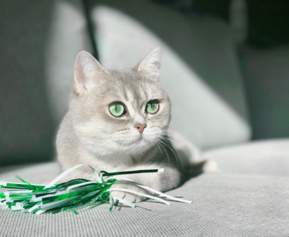 Comment empêcher un chat de détruire le sapin de Noël - chat avec jouet