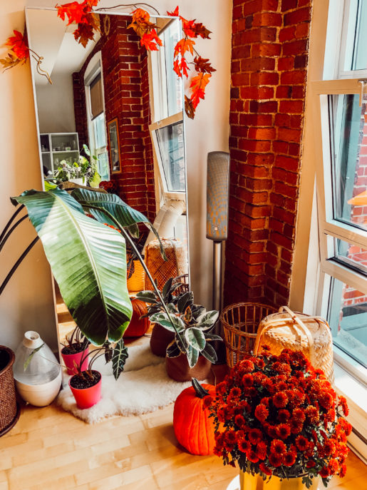citrouilles et plantes DÉCO DU SALON POUR L'AUTOMNE ET HALLOWEEN