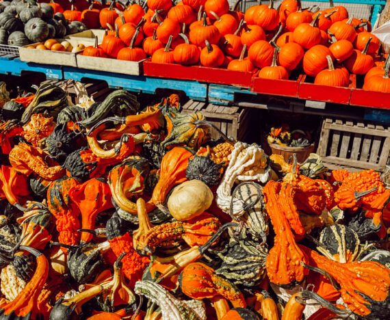 Citrouille au Québec