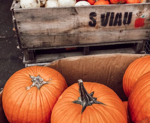 citrouilles pendant des activités d'automne