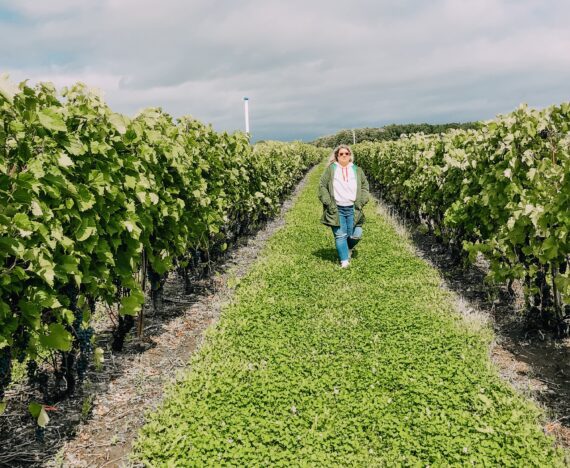 Vignoble dans les basses-laurentides