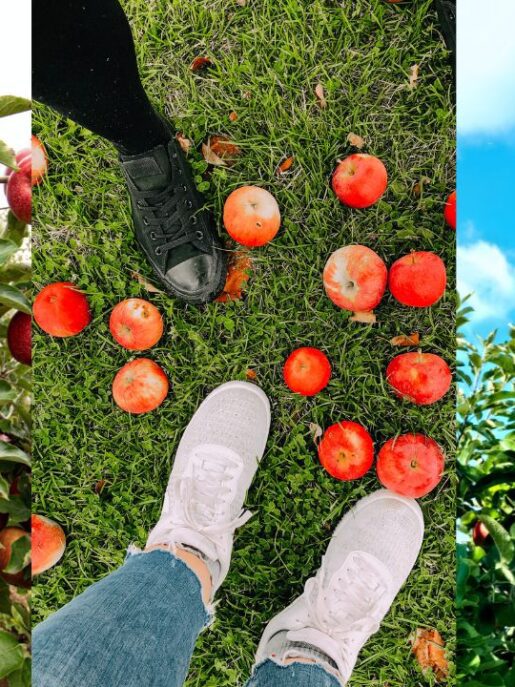 10 vergers près de Montréal à visiter pour les pommes