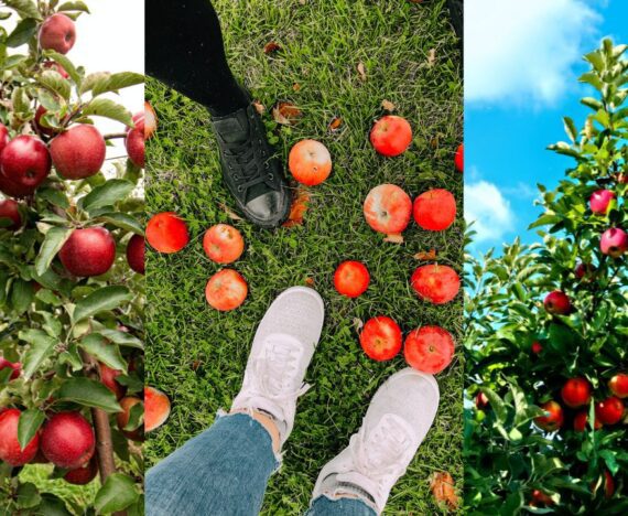10 vergers près de Montréal à visiter pour les pommes