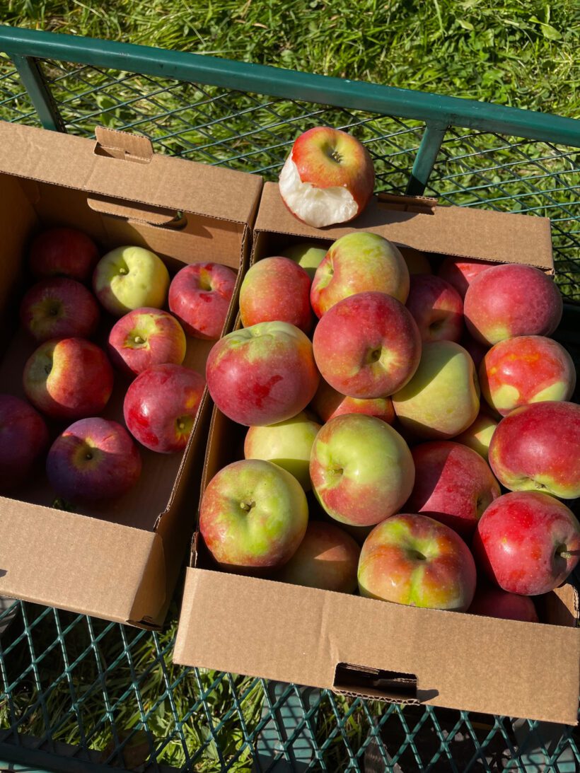récolte de pommes - Où cueillir des pommes près de Montréal